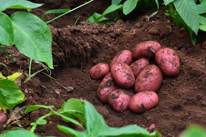 Direct From Aussie Farmers Direct From Aussie Farmers