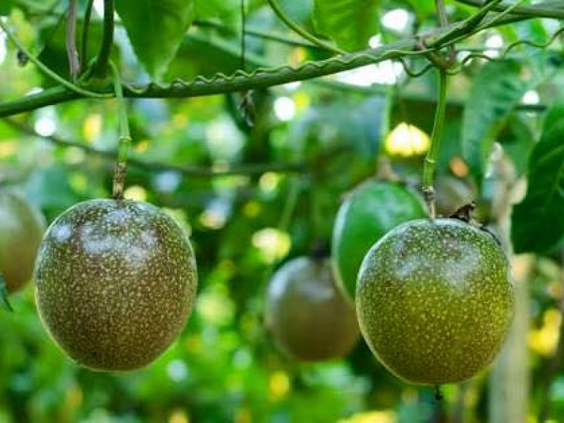 Direct From Aussie Farmers